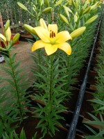 [5045 Serrada SES No02.JPG]